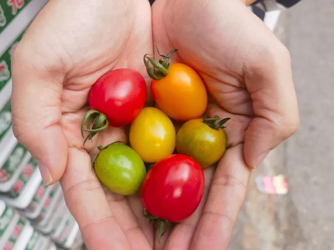 番茄季丨彩虹鲜果，扎堆徐州