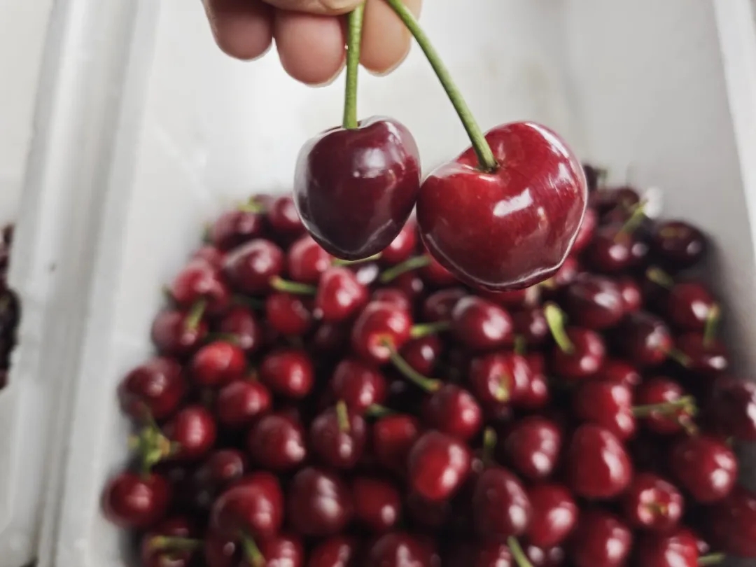 【寻鲜记】这些水果正当时！