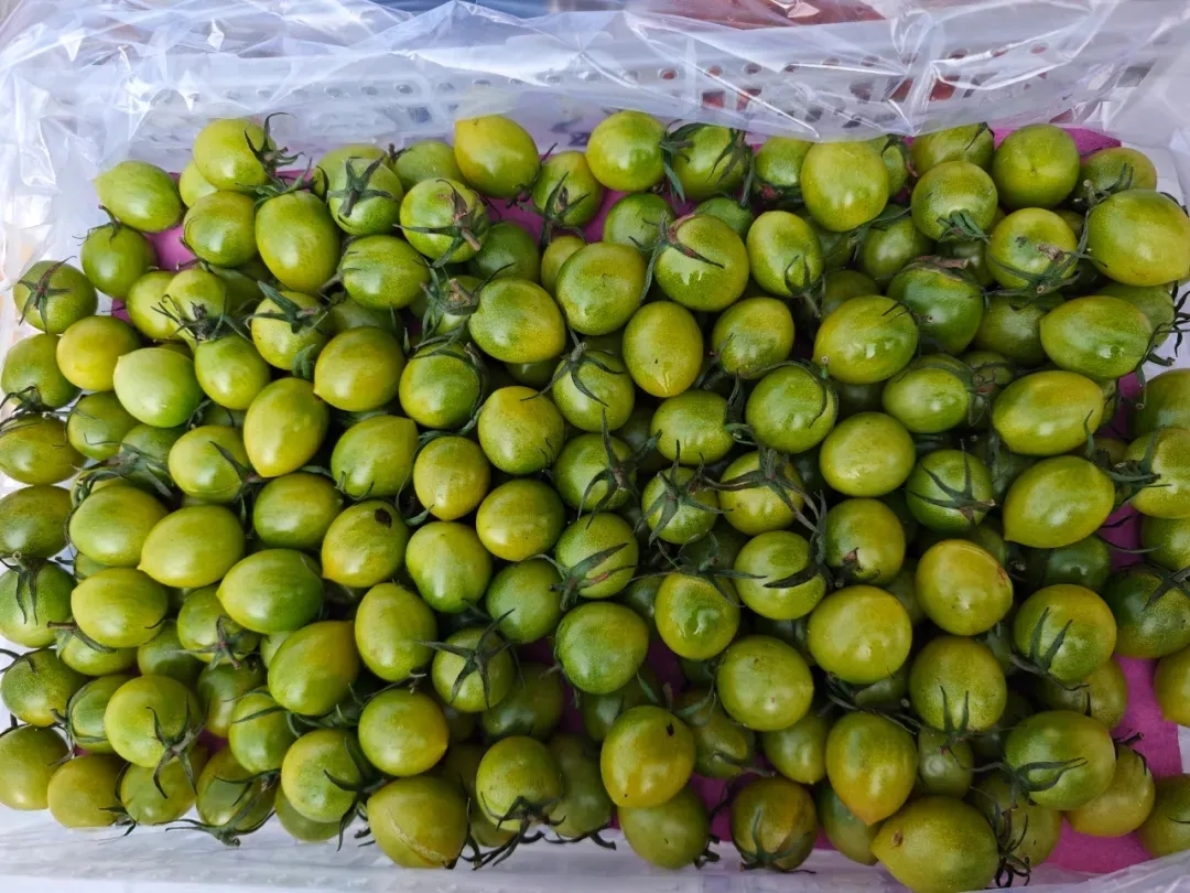 番茄季丨彩虹鲜果，扎堆徐州