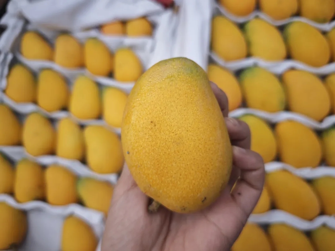 ​芒香满溢！这份春日限定的甜蜜，一口沦陷