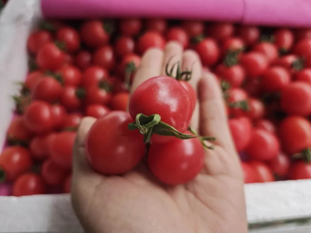 番茄季丨彩虹鲜果，扎堆徐州