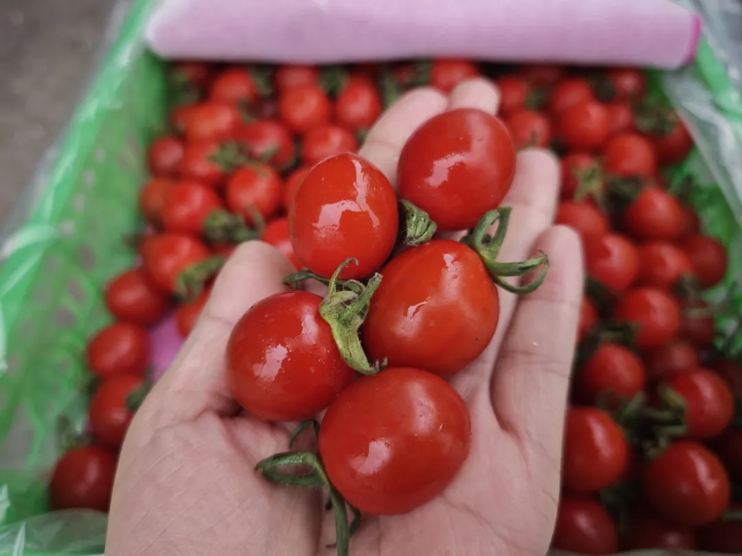 番茄季丨彩虹鲜果，扎堆徐州