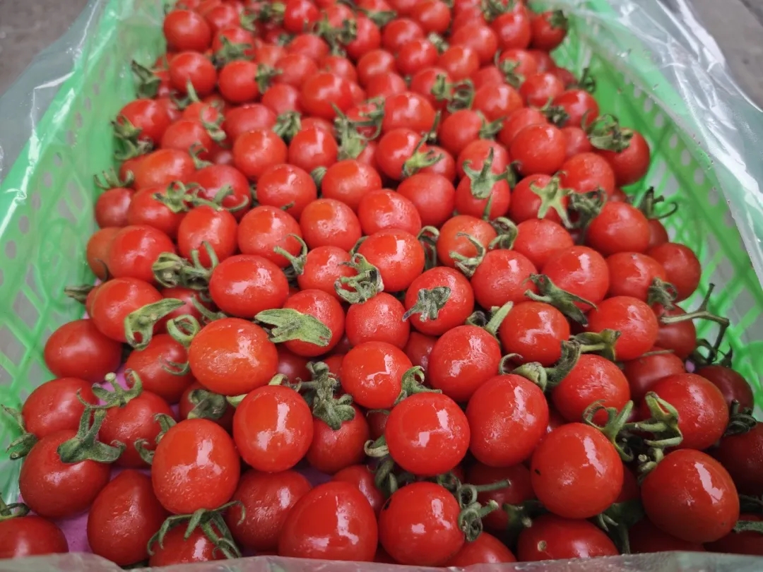番茄季丨彩虹鲜果，扎堆徐州