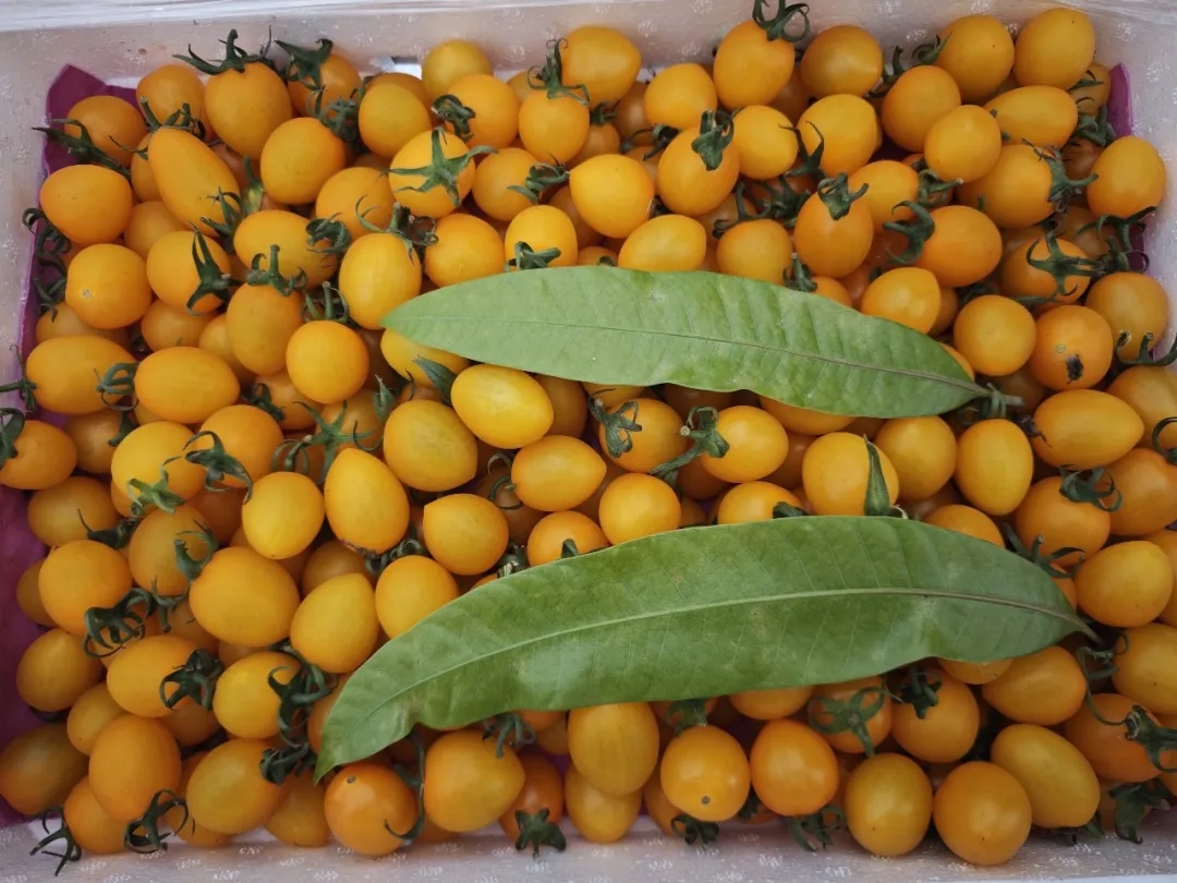 番茄季丨彩虹鲜果，扎堆徐州