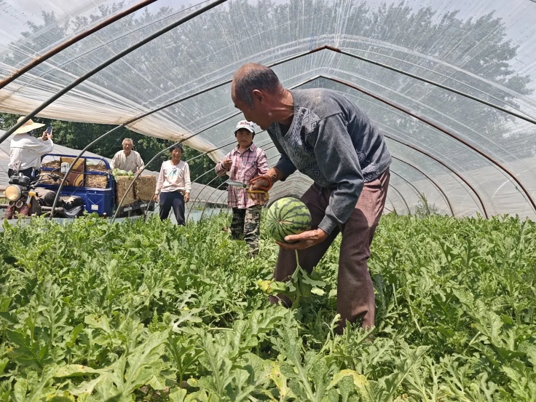 现场直击--无缝对接！田间舌尖两头连
