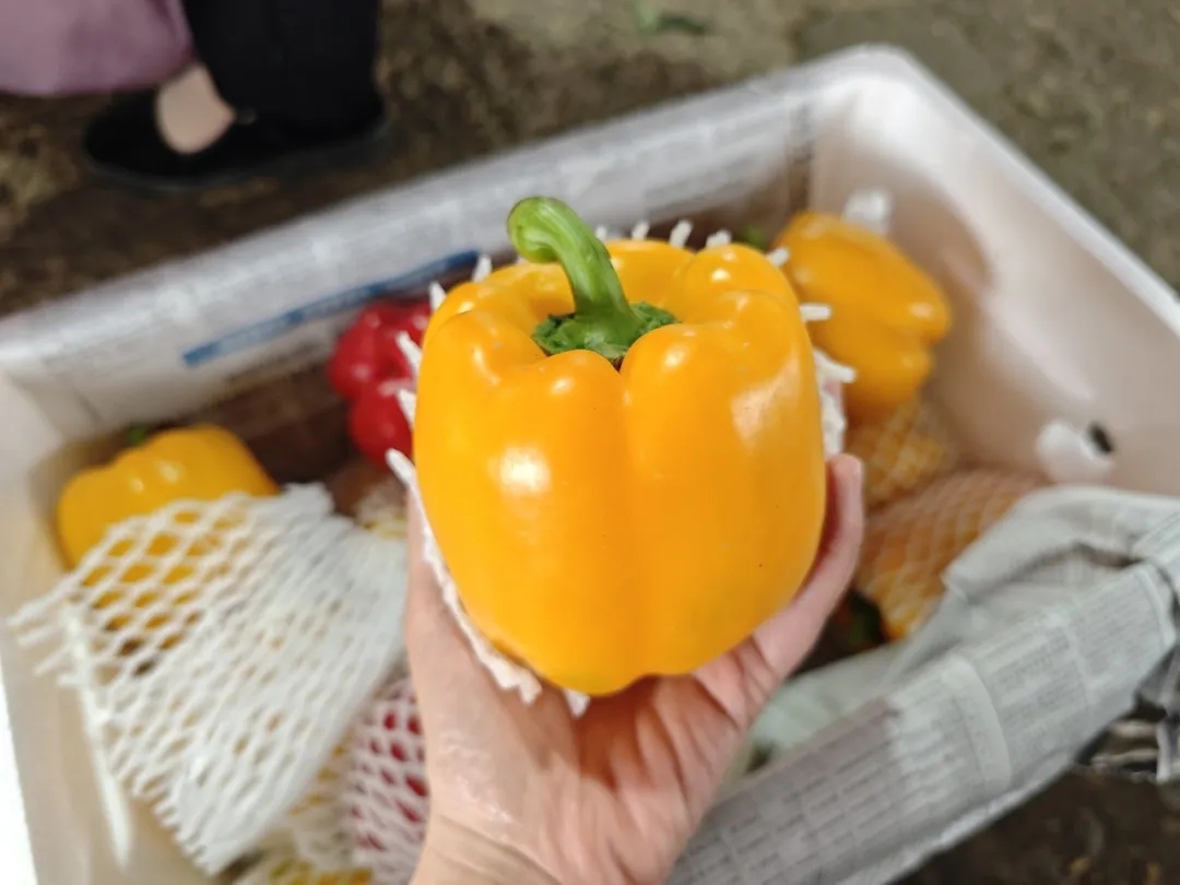 一口鲜辣入魂！这些辣椒你分得清吗？