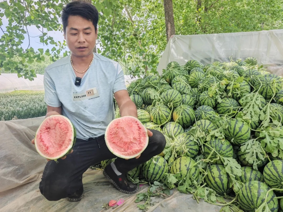 现场直击--无缝对接！田间舌尖两头连