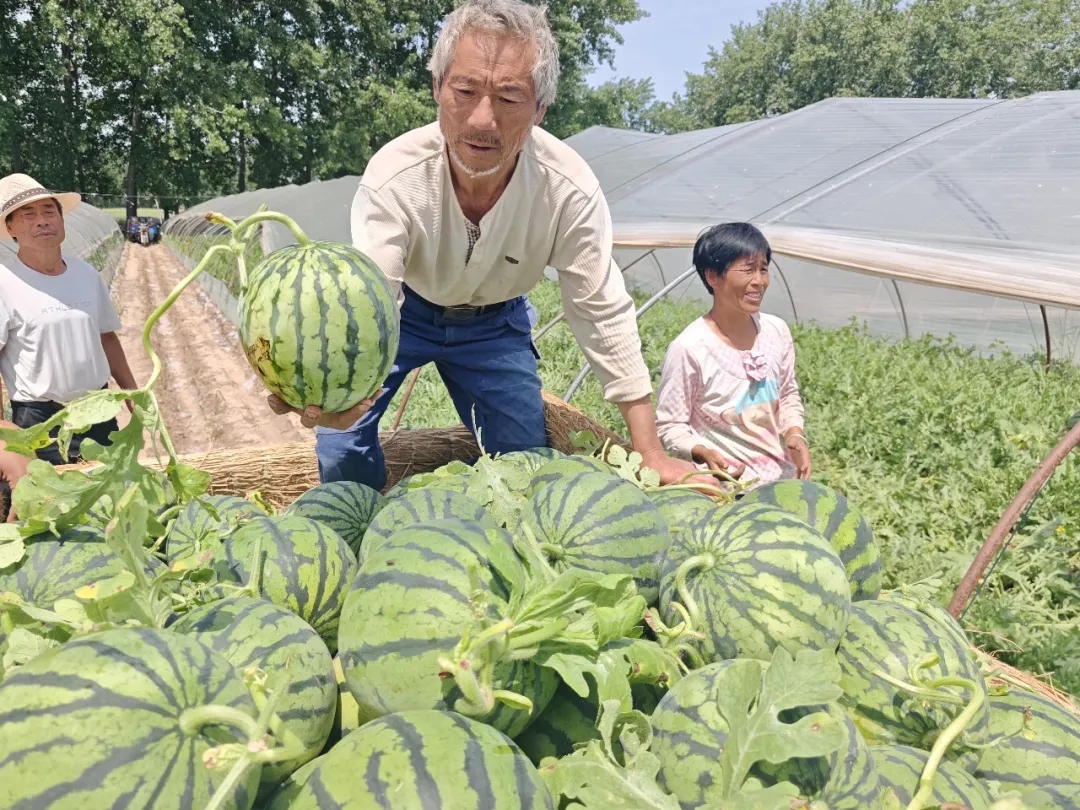 现场直击--无缝对接！田间舌尖两头连