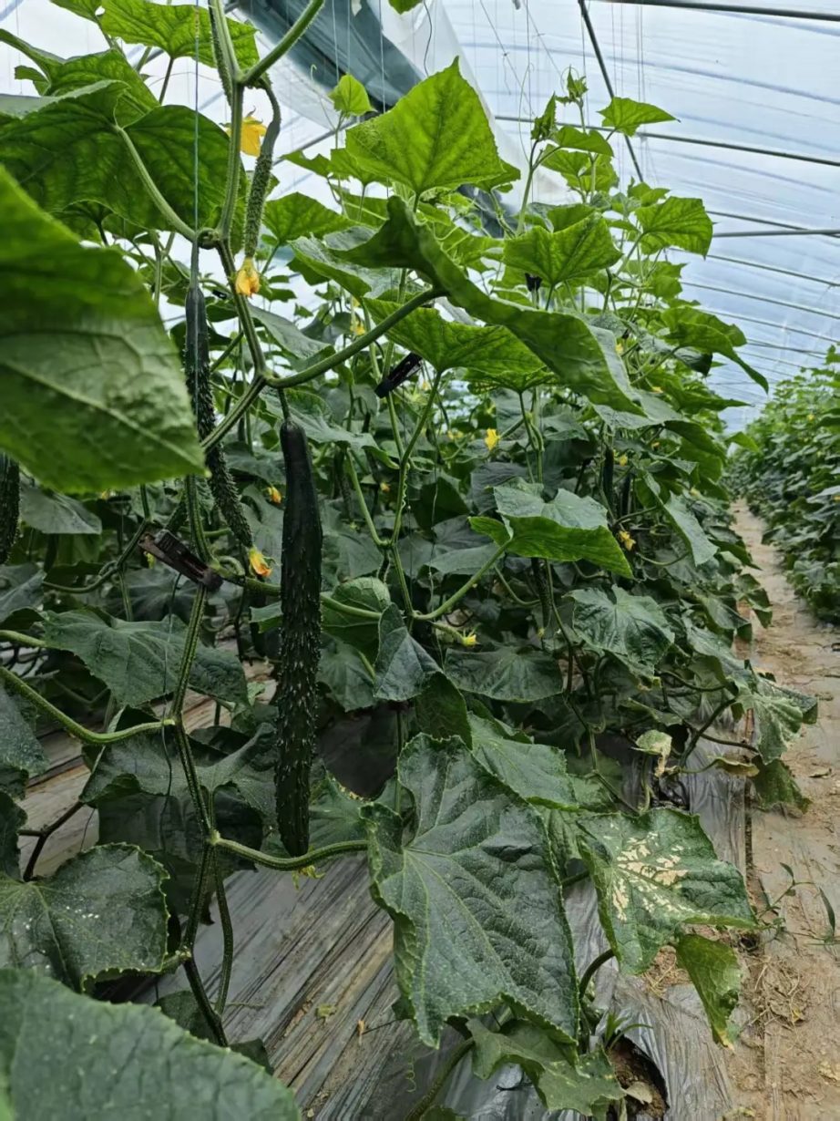 5月时令鲜蔬推荐 丨来自无公害蔬菜基地的自然馈赠 5月时令鲜蔬推荐 丨来自无公害蔬菜基地的自然馈赠