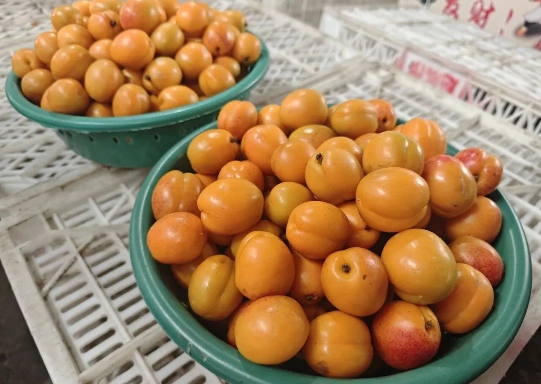 六月鲜果 | 夏日水果大盘点！速来看时令水果图鉴