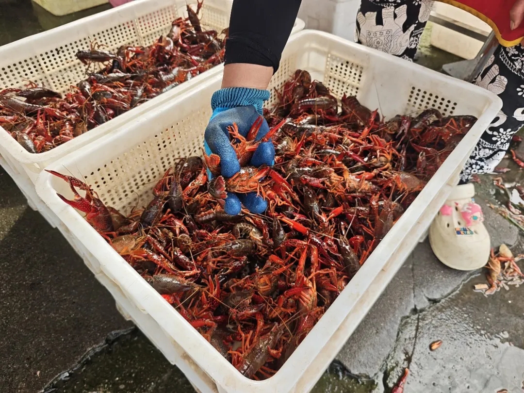 价格降至个位数！夏日顶流大量上市
