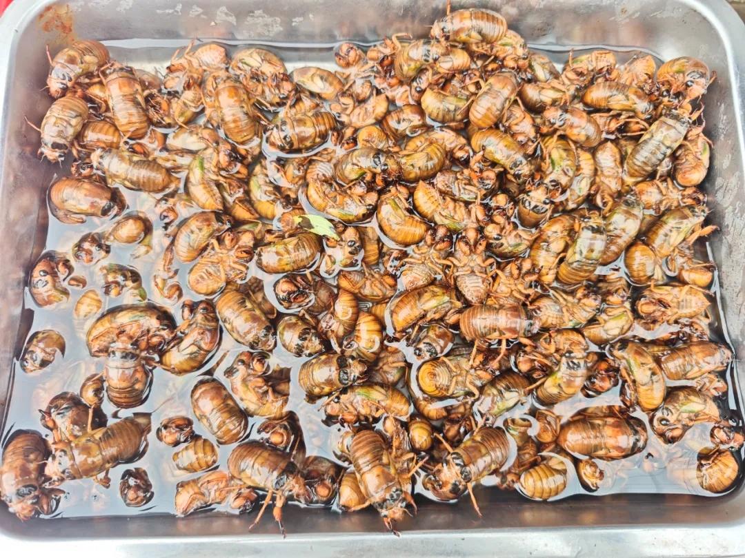 夏日快乐榜单已更新!这个树上摘的高蛋白,申请出战 夏日快乐榜单已更新!这个树上摘的高蛋白,申请出战