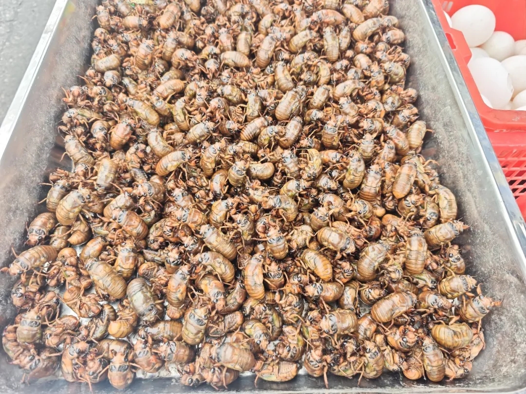 夏日快乐榜单已更新!这个树上摘的高蛋白,申请出战 夏日快乐榜单已更新!这个树上摘的高蛋白,申请出战