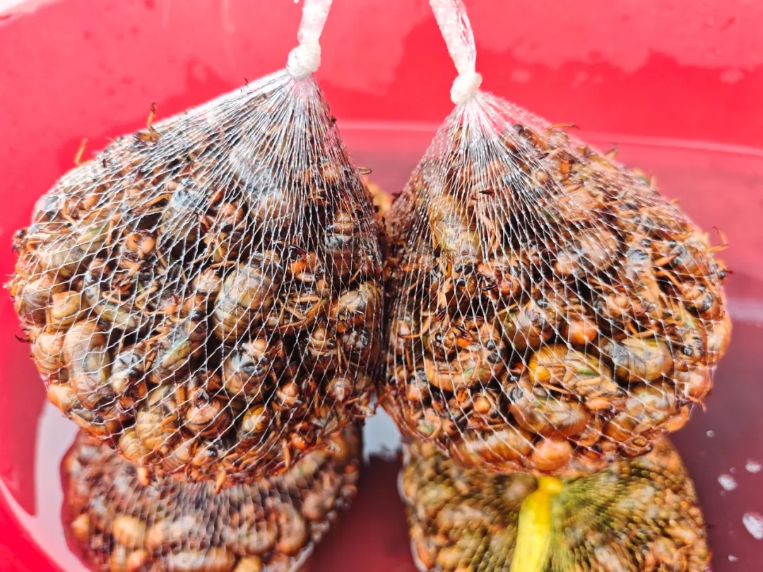 夏日快乐榜单已更新!这个树上摘的高蛋白,申请出战 夏日快乐榜单已更新!这个树上摘的高蛋白,申请出战