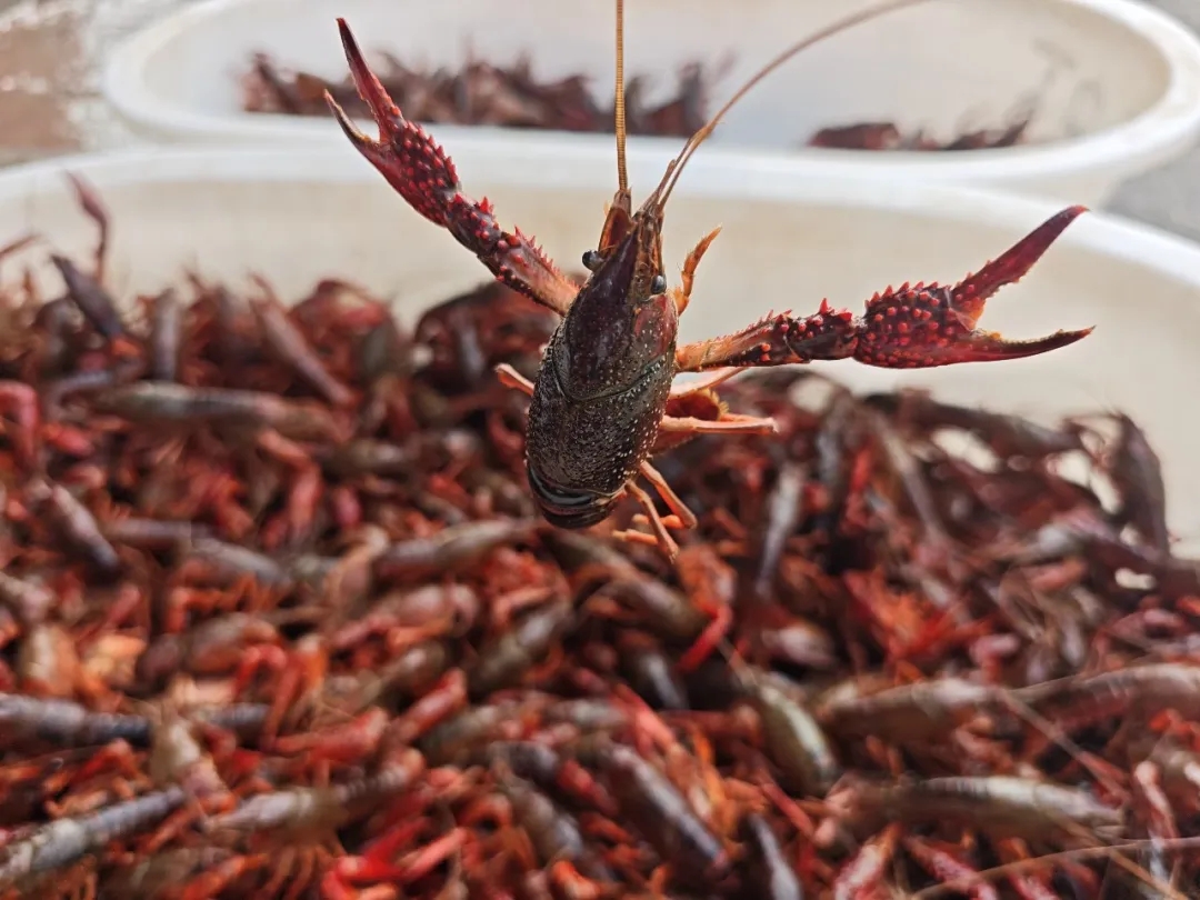 价格降至个位数！夏日顶流大量上市