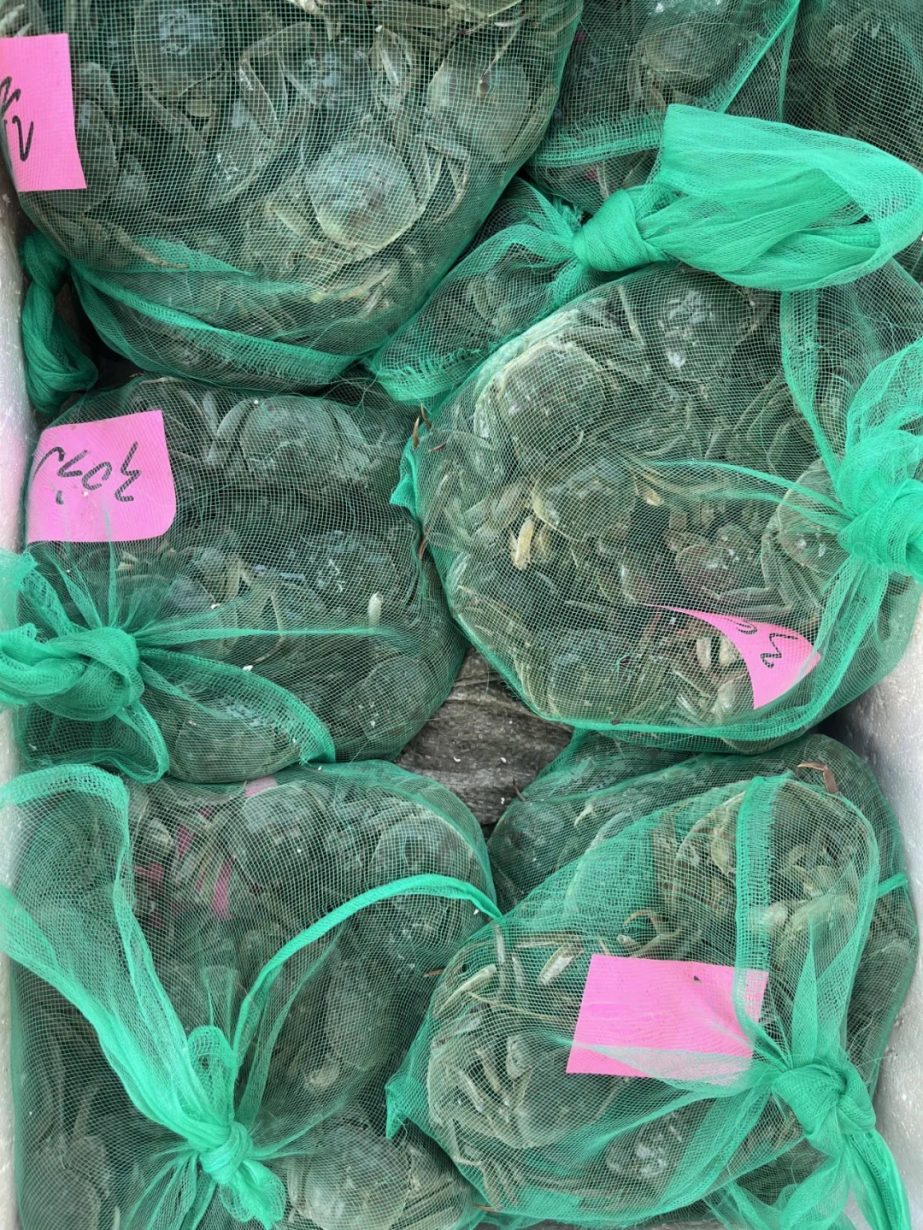 开炫！夏日这口“鲜”已上市！